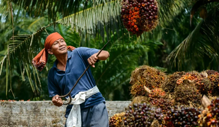 A worker working on a palm oil plantation