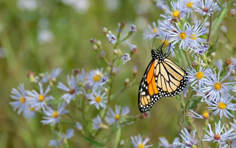 A butterfly landing on a flower