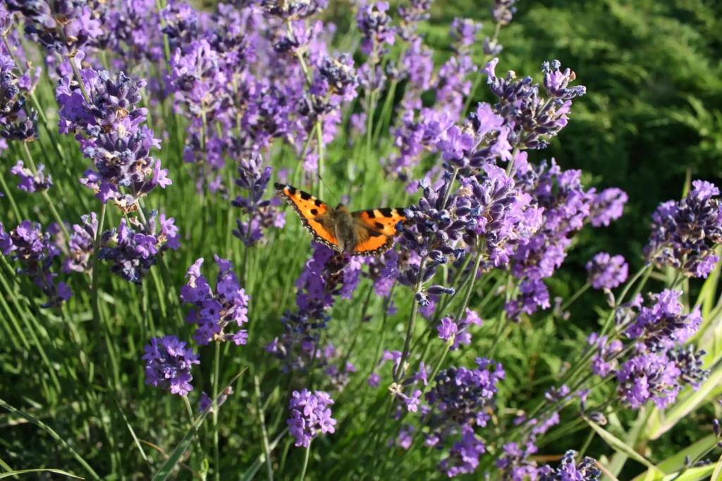 A butterfly flying over a lavender plant.