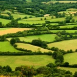 An aerial view of fields with ample hedgerows