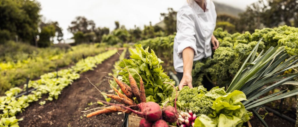 Harvesting fresh vegetables on a farm