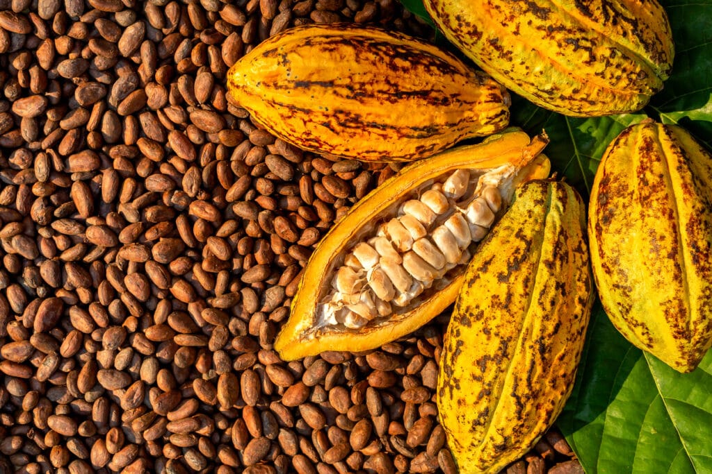 Aromatic cocoa beans as background, Cocoa Beans and Cocoa Fruits