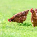Hens on a traditional free range poultry organic farm grazing on the grass with copy space