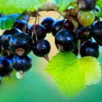 Handsome wine maker holding in his hand a glass of red wine and tasting it, checking wine quality while standing in vineyard. Small business, Homemade wine making concept. Long banner format