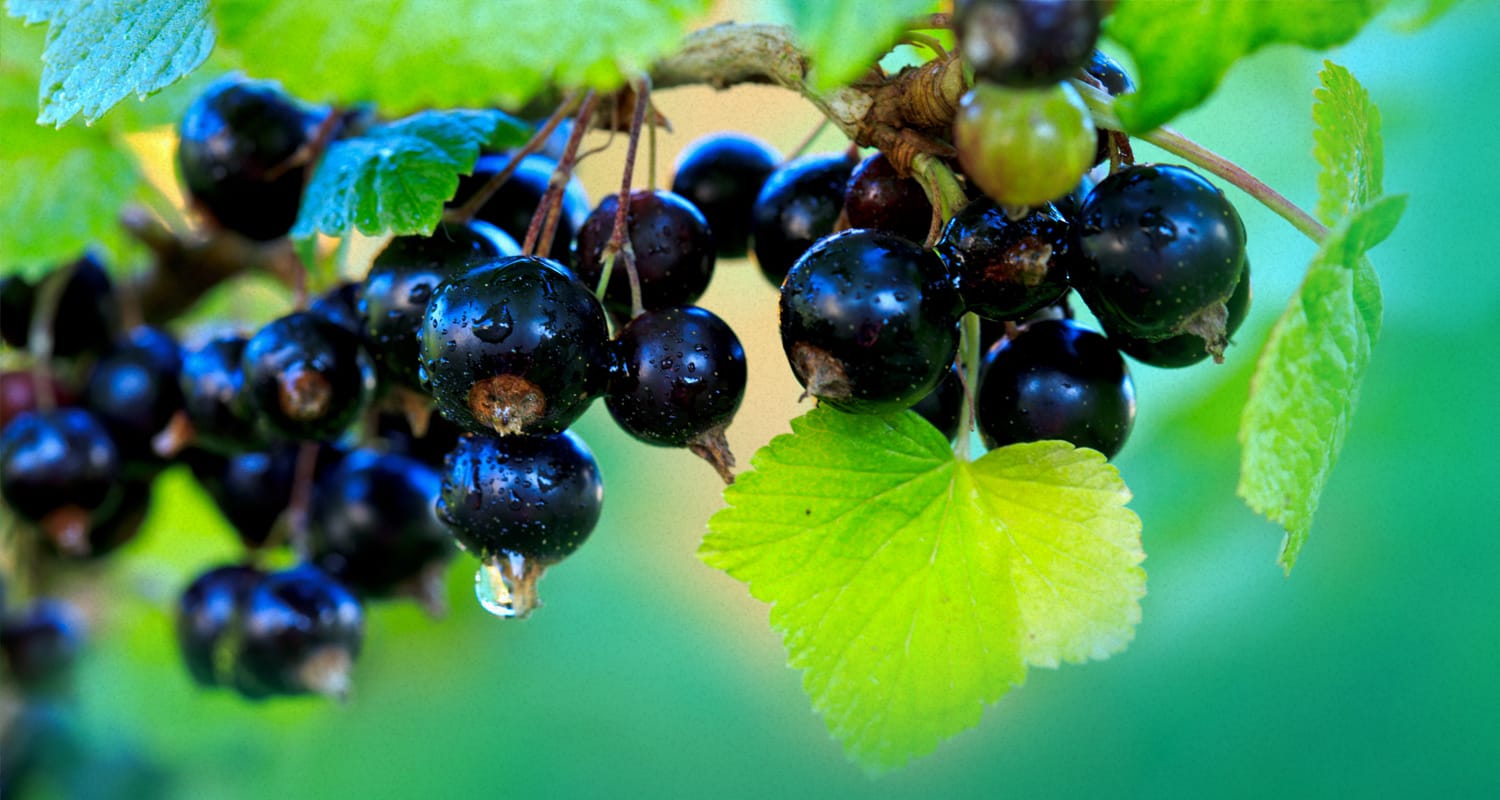 Handsome wine maker holding in his hand a glass of red wine and tasting it, checking wine quality while standing in vineyard. Small business, Homemade wine making concept. Long banner format