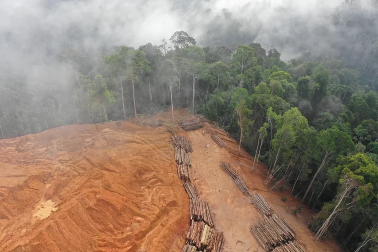 An aerial view of a logging operation in a forest
