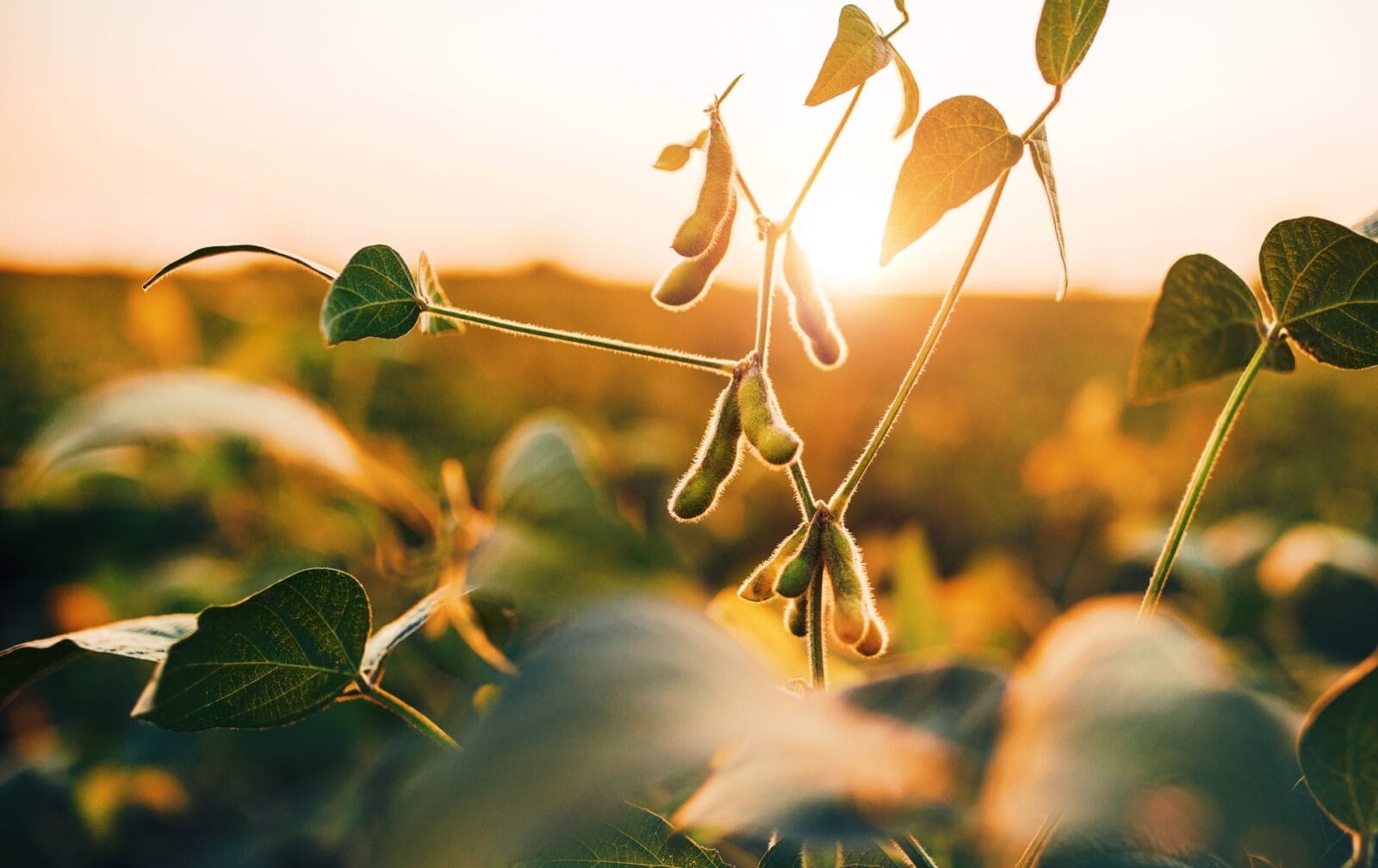 New WWF report: ‘Cerrado Soy: Unlocking Investment in Landscapes Through Credible GHG Reporting