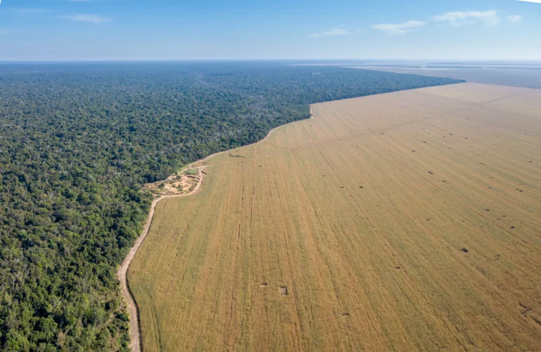 aerial image showing deforestation in the Amazon caused by soy farming