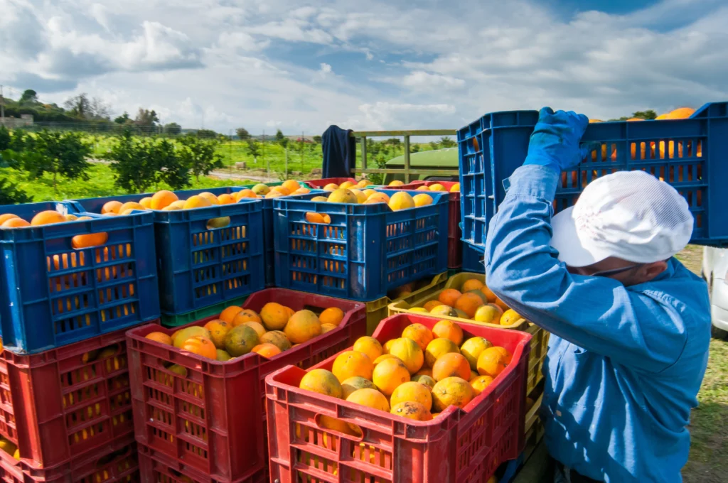 crates of oranges being loaded onto a truck