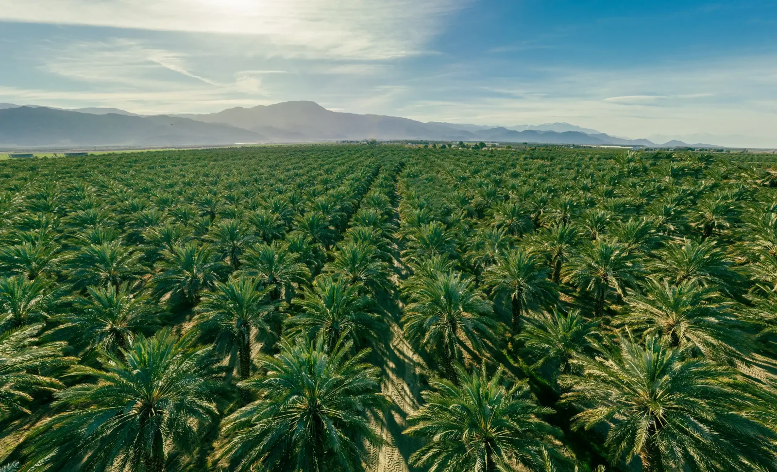 An elevated view of a large palm oil plantation.