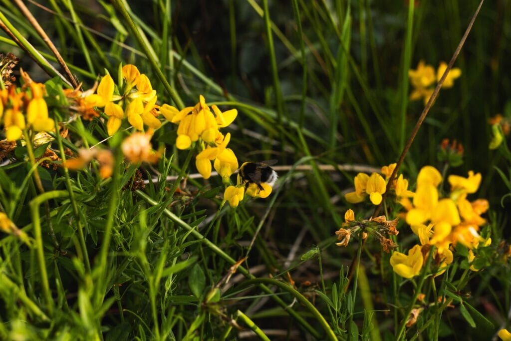 The Penrith2Kendal Arc project aims to create new woodlands, wetlands, species-rich grassland and diverse upland habitat