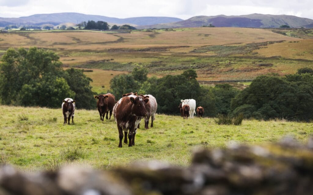 Participating farms range from less than five hectares to more than 3,000 hectares. They have established the Penrith2Kendal Arc Community Interest Company (CIC) to provide local oversight of the project.