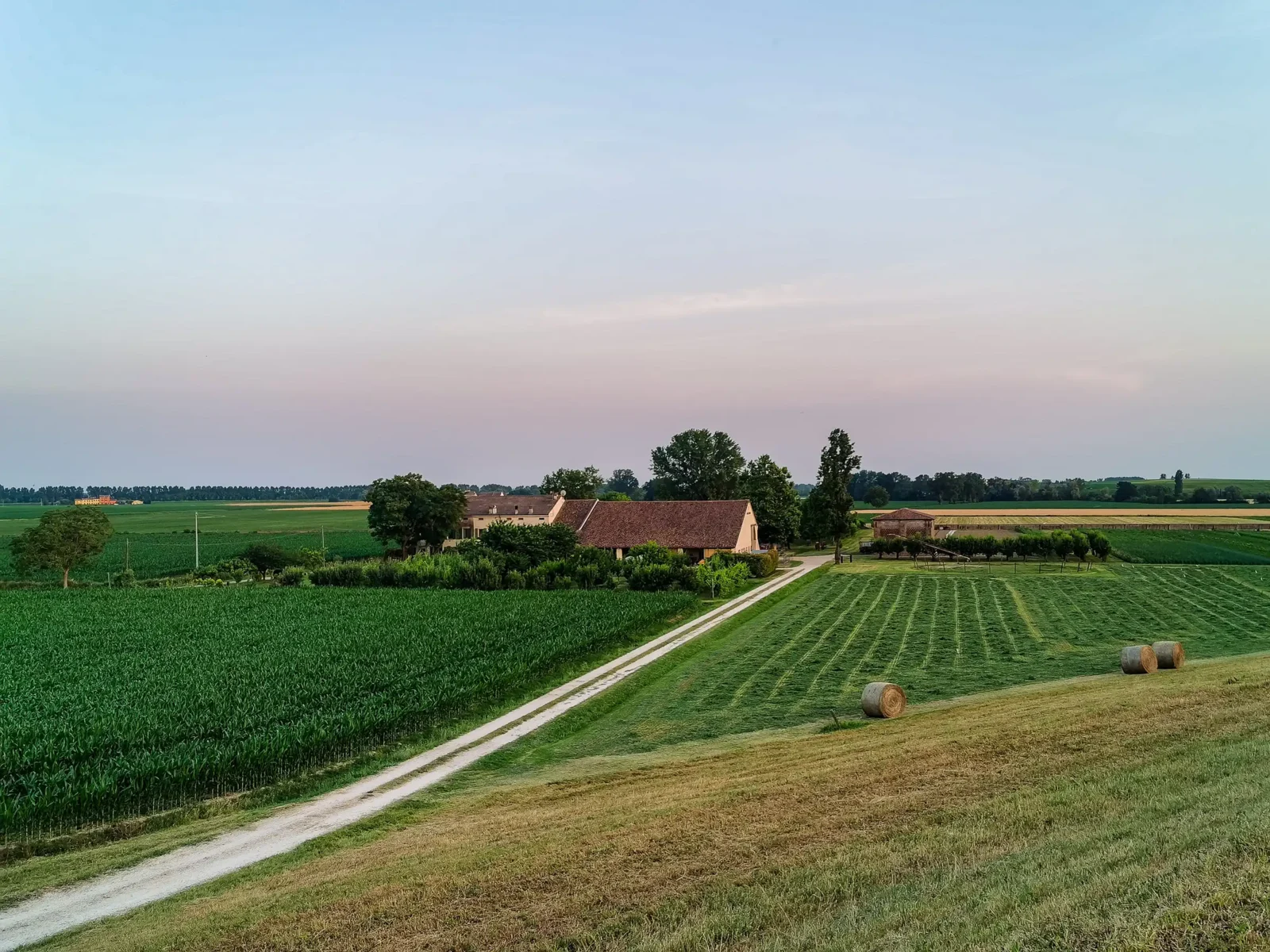 A vineyard in Veneto, Italy