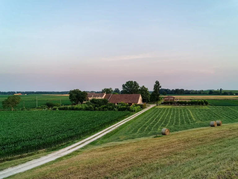 A vineyard in Veneto, Italy