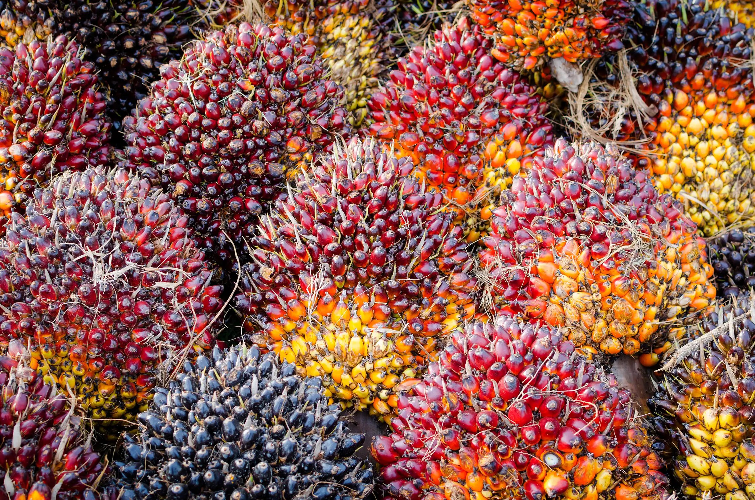 a close up view of the fruits of the palm tree.