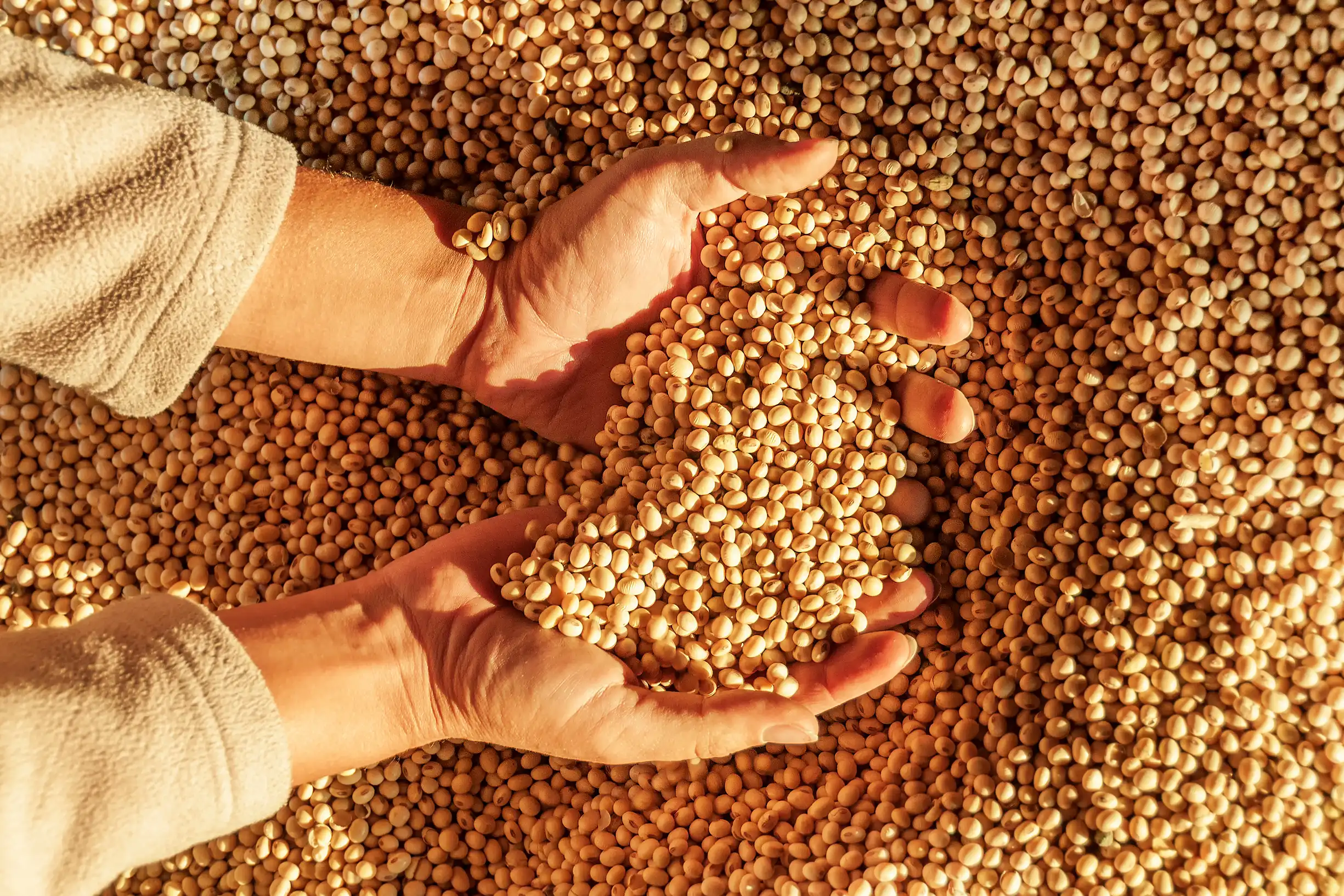 A pair of hands scooping a handful of dried soy beans